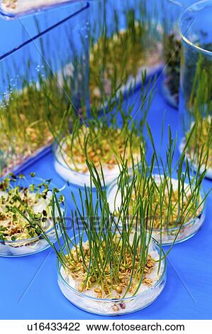 Stock Image - Plant research, conceptual image.. Fotosearch