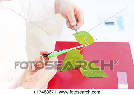 Stock Image - Plant research, conceptual image.. Fotosearch