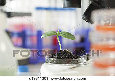 Stock Image - Plant research, conceptual image.. Fotosearch