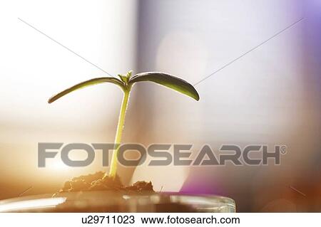 Stock Image - Plant research, conceptual image.. Fotosearch