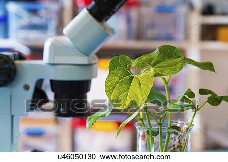 Stock Image - Plant research, conceptual image.. Fotosearch