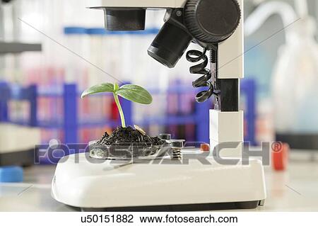 Stock Image - Plant research, conceptual image.. Fotosearch