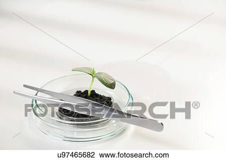 Stock Image - Plant research, conceptual image.. Fotosearch