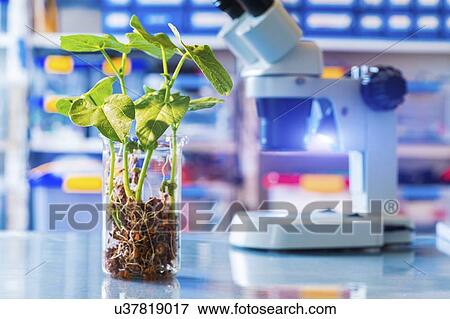 Stock Photo - Plant research, conceptual image.. Fotosearch