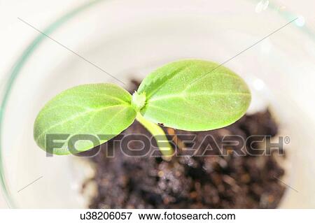 Stock Photo - Plant research, conceptual image.. Fotosearch
