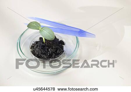 Plant research, conceptual image. View Large Photo Image Stock Photo - Plant research, conceptual image.. Fotosearch
