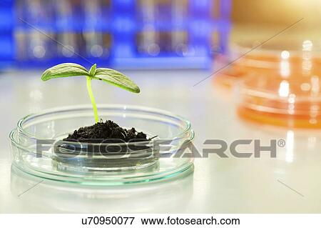 Stock Photo - Plant research, conceptual image.. Fotosearch