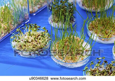 Stock Photo - Plant research, conceptual image.. Fotosearch