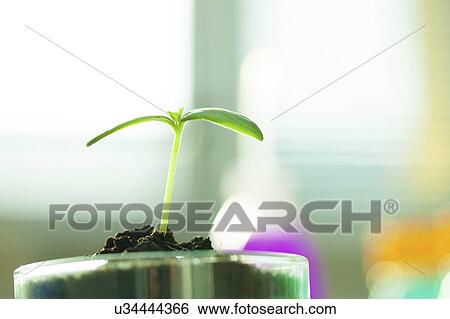 Stock Photograph - Plant research, conceptual image.. Fotosearch