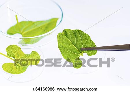 Stock Photograph - Plant research, conceptual image.. Fotosearch