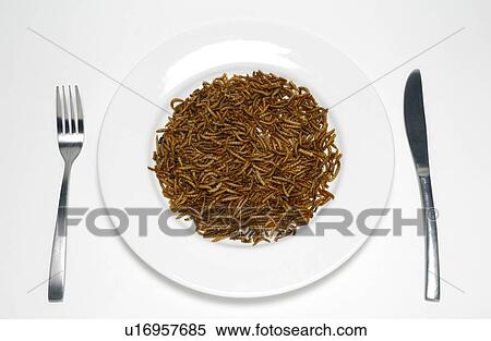 Plate of mealworm, studio shot. View Large Photo Image Stock Photography - Plate of mealworm, studio shot.. Fotosearch