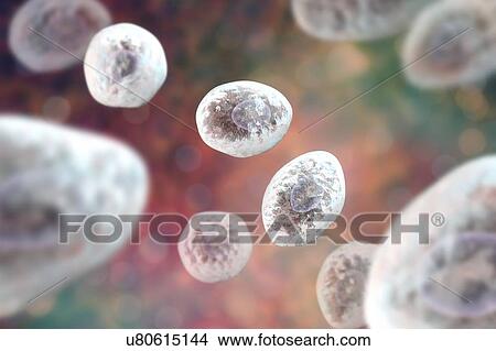 Pneumocystis jirovecii (formerly known as Pneumocystis carinii), opportunistic yeast-like fungus which causes pneumonia in patients with HIV, computer illustration. View Large Photo Image Picture - Pneumocystis jirovecii (formerly known as Pneumocystis carinii), opportunistic yeast-like fungus which causes pneumonia in patients with HIV, computer illustration.. Fotosearch
