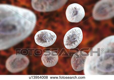 Stock Photo - Pneumocystis jirovecii (formerly known as Pneumocystis carinii), opportunistic yeast-like fungus which causes pneumonia in patients with HIV, computer illustration.. Fotosearch