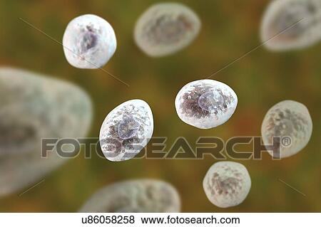 Pneumocystis jirovecii (formerly known as Pneumocystis carinii), opportunistic yeast-like fungus which causes pneumonia in patients with HIV, computer illustration. View Large Photo Image Stock Photo - Pneumocystis jirovecii (formerly known as Pneumocystis carinii), opportunistic yeast-like fungus which causes pneumonia in patients with HIV, computer illustration.. Fotosearch
