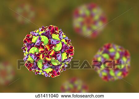 Stock Image - Polio virus particle, computer illustration. Polio virus particles (virions) are composed of an outer protein coat (capsid) encasing RNA (ribonucleic acid), the genetic material of the virus. Polio virus causes poliomyelitis, a disease that destroys.... Fotosearch