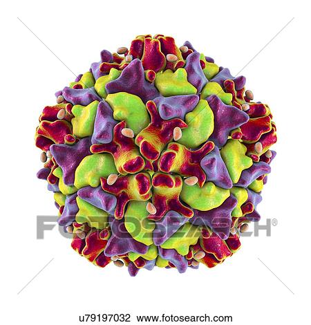 Polio virus particle, computer illustration. Polio virus particles (virions) are composed of an outer protein coat (capsid) encasing RNA (ribonucleic acid), the genetic material of the virus. Polio virus causes poliomyelitis, a disease that destroys... View Large Photo Image Stock Image - Polio virus particle, computer illustration. Polio virus particles (virions) are composed of an outer protein coat (capsid) encasing RNA (ribonucleic acid), the genetic material of the virus. Polio virus causes poliomyelitis, a disease that destroys.... Fotosearch