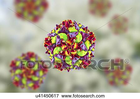 Polio virus particle, computer illustration. Polio virus particles (virions) are composed of an outer protein coat (capsid) encasing RNA (ribonucleic acid), the genetic material of the virus. Polio virus causes poliomyelitis, a disease that destroys... View Large Photo Image Stock Photo - Polio virus particle, computer illustration. Polio virus particles (virions) are composed of an outer protein coat (capsid) encasing RNA (ribonucleic acid), the genetic material of the virus. Polio virus causes poliomyelitis, a disease that destroys.... Fotosearch