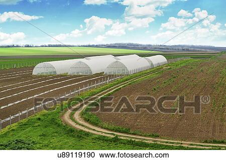 Stock Image - Polytunnels in field.. Fotosearch