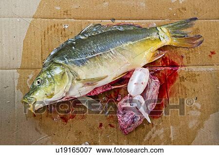 Stock Photo - Prepared carp.. Fotosearch
