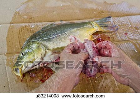 Stock Photo - Preparing carp.. Fotosearch
