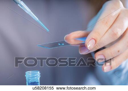 Preparing microscope slide. View Large Photo Image Stock Photography - Preparing microscope slide.. Fotosearch
