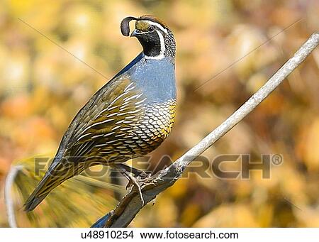 Picture - Quail. Fotosearch