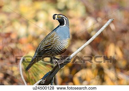 Quail View Large Photo Image Stock Photo - Quail. Fotosearch