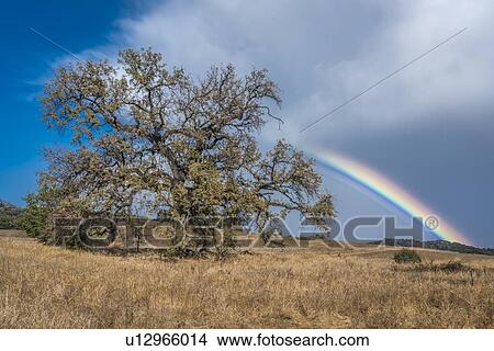 Rainbow over Oak View California View Large Photo Image Picture - Rainbow over Oak View California. Fotosearch