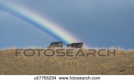 Picture - Rainbow over Oak View California. Fotosearch