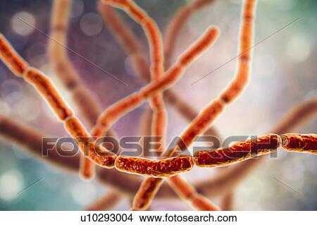 Picture - Rat bite fever bacteria. Computer illustration of chains of Streptobacillus moniliformis bacteria, the causative agent of rat bite fever in North America. Symptoms include fever, rash of the hands and feet, vomiting and joint pain. Treatment is with.... Fotosearch