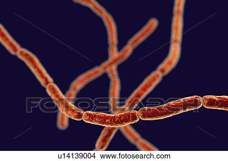 Picture - Rat bite fever bacteria. Computer illustration of chains of Streptobacillus moniliformis bacteria, the causative agent of rat bite fever in North America. Symptoms include fever, rash of the hands and feet, vomiting and joint pain. Treatment is with.... Fotosearch