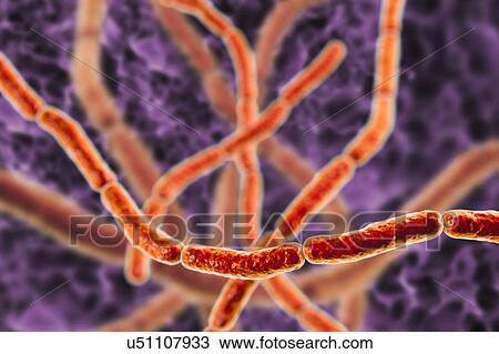 Stock Image - Rat bite fever bacteria. Computer illustration of chains of Streptobacillus moniliformis bacteria, the causative agent of rat bite fever in North America. Symptoms include fever, rash of the hands and feet, vomiting and joint pain. Treatment is with.... Fotosearch