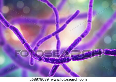 Rat bite fever bacteria. Computer illustration of chains of Streptobacillus moniliformis bacteria, the causative agent of rat bite fever in North America. Symptoms include fever, rash of the hands and feet, vomiting and joint pain. Treatment is with... View Large Photo Image Stock Photo - Rat bite fever bacteria. Computer illustration of chains of Streptobacillus moniliformis bacteria, the causative agent of rat bite fever in North America. Symptoms include fever, rash of the hands and feet, vomiting and joint pain. Treatment is with.... Fotosearch