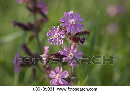 Stock Image - Red campion (Silene dioica) flowers.. Fotosearch