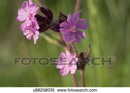 Stock Photography - Red campion (Silene dioica) flowers.. Fotosearch