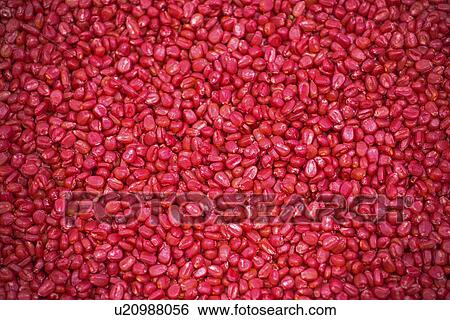 Stock Photograph - Red corn seed.. Fotosearch