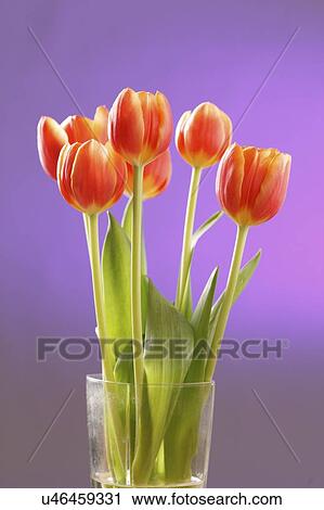 Red tulips. View Large Photo Image Stock Image - Red tulips.. Fotosearch