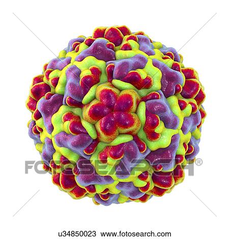 Stock Image - Rhinovirus, computer illustration. The rhinovirus infects the upper respiratory tract and is the cause of the common cold. It is spread by coughs and sneezes.. Fotosearch