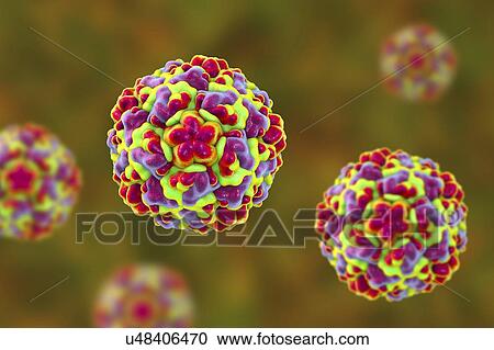 Rhinovirus, computer illustration. The rhinovirus infects the upper respiratory tract and is the cause of the common cold. It is spread by coughs and sneezes. View Large Photo Image Stock Image - Rhinovirus, computer illustration. The rhinovirus infects the upper respiratory tract and is the cause of the common cold. It is spread by coughs and sneezes.. Fotosearch