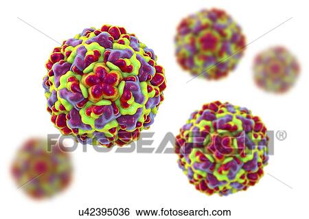 Rhinovirus, computer illustration. The rhinovirus infects the upper respiratory tract and is the cause of the common cold. It is spread by coughs and sneezes. View Large Photo Image Stock Photograph - Rhinovirus, computer illustration. The rhinovirus infects the upper respiratory tract and is the cause of the common cold. It is spread by coughs and sneezes.. Fotosearch