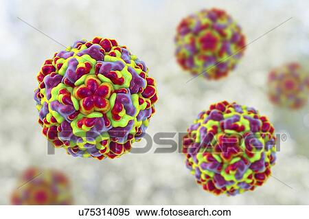 Stock Photography - Rhinovirus, computer illustration. The rhinovirus infects the upper respiratory tract and is the cause of the common cold. It is spread by coughs and sneezes.. Fotosearch