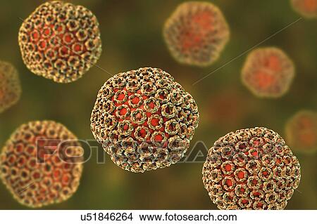 Rift Valley fever virus particles, computer illustration. This virus particle consists of an RNA (ribonucleic acid) genome enclosed in a protein capsid, which is itself surrounded by a glycoprotein envelope. Rift Valley fever occurs in Africa,... View Large Photo Image Picture - Rift Valley fever virus particles, computer illustration. This virus particle consists of an RNA (ribonucleic acid) genome enclosed in a protein capsid, which is itself surrounded by a glycoprotein envelope. Rift Valley fever occurs in Africa,.... Fotosearch