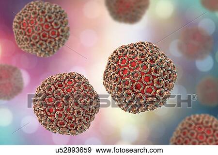 Rift Valley fever virus particles, computer illustration. This virus particle consists of an RNA (ribonucleic acid) genome enclosed in a protein capsid, which is itself surrounded by a glycoprotein envelope. Rift Valley fever occurs in Africa,... View Large Photo Image Stock Photo - Rift Valley fever virus particles, computer illustration. This virus particle consists of an RNA (ribonucleic acid) genome enclosed in a protein capsid, which is itself surrounded by a glycoprotein envelope. Rift Valley fever occurs in Africa,.... Fotosearch