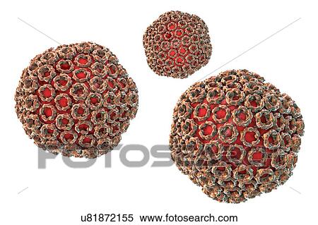 Rift Valley fever virus particles, computer illustration. This virus particle consists of an RNA (ribonucleic acid) genome enclosed in a protein capsid, which is itself surrounded by a glycoprotein envelope. Rift Valley fever occurs in Africa,... View Large Photo Image Stock Photography - Rift Valley fever virus particles, computer illustration. This virus particle consists of an RNA (ribonucleic acid) genome enclosed in a protein capsid, which is itself surrounded by a glycoprotein envelope. Rift Valley fever occurs in Africa,.... Fotosearch