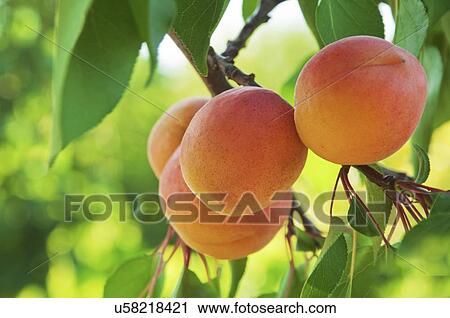 Stock Image - Ripe apricots on the tree.. Fotosearch
