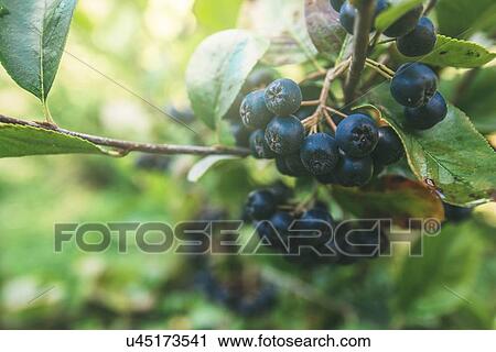 Ripe aronia berries on branch. View Large Photo Image Stock Image - Ripe aronia berries on branch.. Fotosearch
