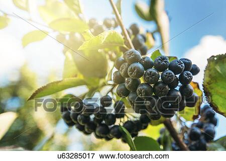 Ripe aronia berries on branch. View Large Photo Image Stock Photo - Ripe aronia berries on branch.. Fotosearch