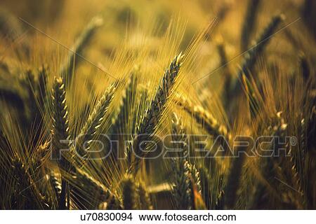 Picture - Ripe barley ears in field.. Fotosearch