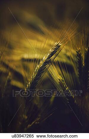 Stock Photography - Ripe barley ears in field.. Fotosearch