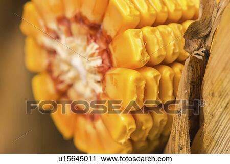Ripe corn cob, close-up. View Large Photo Image Stock Image - Ripe corn cob, close-up.. Fotosearch